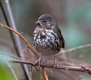 Photo 6/20 of Fox Sparrow (Passerella iliaca)