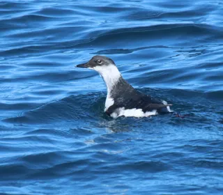 Photo 4/5 of Pigeon Guillemot (Cepphus columba)