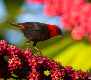 Photo 28/30 of Northern Cardinal (Cardinalis cardinalis)