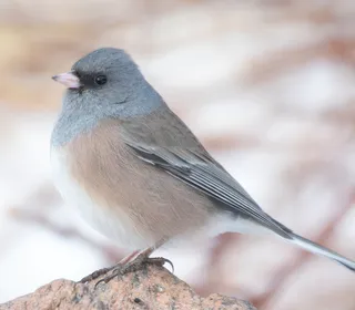 Photo 4/23 of Dark-eyed Junco (Junco hyemalis)