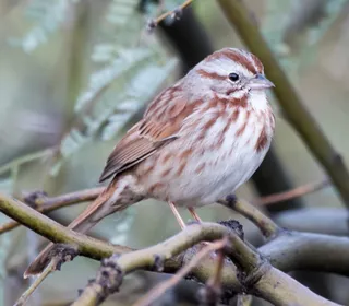 Photo 5/26 of Song Sparrow (Melospiza melodia)