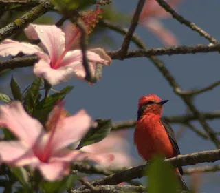Photo 5/10 of Vermilion Flycatcher (Pyrocephalus rubinus)