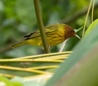 Photo 13/28 of Yellow Warbler (Setophaga petechia)
