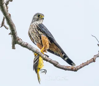 Photo 1/10 of Merlin (Falco columbarius)