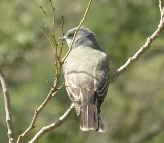 Photo 30/30 of Eastern Kingbird (Tyrannus tyrannus)