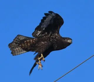 Photo 4/20 of Red-tailed Hawk (Buteo jamaicensis)