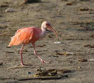 Photo 3/4 of White Ibis (Eudocimus albus)
