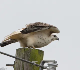 Photo 6/20 of Red-tailed Hawk (Buteo jamaicensis)