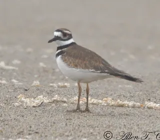 Photo 4/4 of Killdeer (Charadrius vociferus)