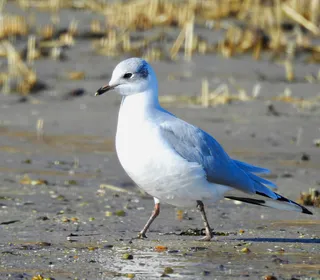 Photo 2/3 of Ring-billed Gull (Larus delawarensis)
