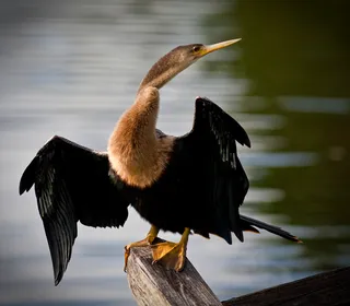 Photo 3/5 of Anhinga (Anhinga anhinga)