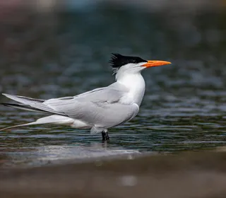 Photo 1/2 of Royal Tern (Thalasseus maximus)
