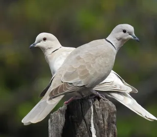 Photo 1/3 of Eurasian Collared-Dove (Streptopelia decaocto)
