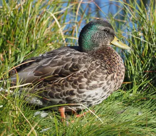 Photo 21/30 of Mallard (Anas platyrhynchos)