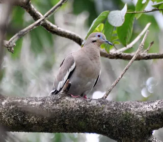 Photo 4/4 of White-winged Dove (Zenaida asiatica)