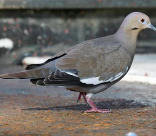 Photo 2/4 of White-winged Dove (Zenaida asiatica)