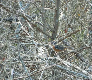 Photo 16/17 of Spotted Towhee (Pipilo maculatus)