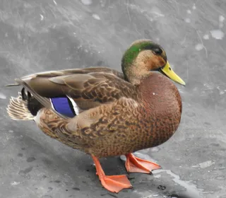 Photo 11/30 of Mallard (Anas platyrhynchos)