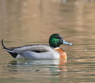 Photo 12/30 of Mallard (Anas platyrhynchos)