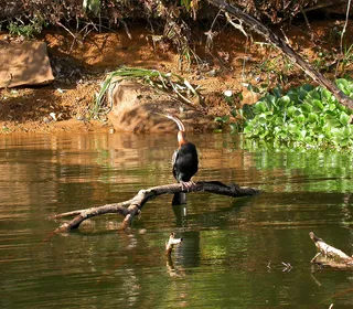 Photo 11/12 of Anhinga (Anhinga anhinga)