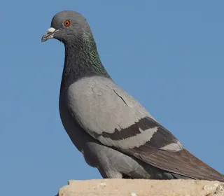 Photo 5/11 of Rock Pigeon (Columba livia)