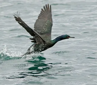Photo 2/3 of Pelagic Cormorant (Urile pelagicus)