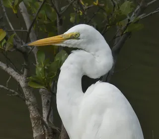 Photo 2/8 of Great Egret (Ardea alba)