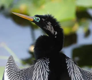 Photo 4/5 of Anhinga (Anhinga anhinga)