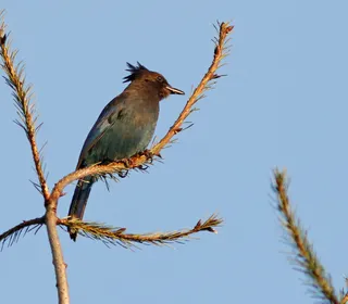 Photo 4/12 of Steller's Jay (Cyanocitta stelleri)