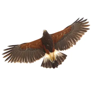 Photo 3/3 of Harris's Hawk (Parabuteo unicinctus)