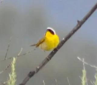 Photo 12/13 of Common Yellowthroat (Geothlypis trichas)