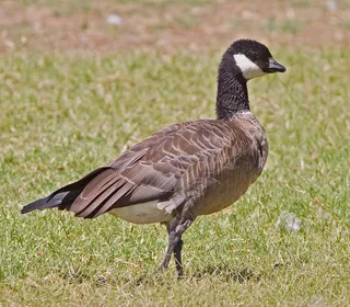 Photo 7/18 of Canada Goose (Branta canadensis)