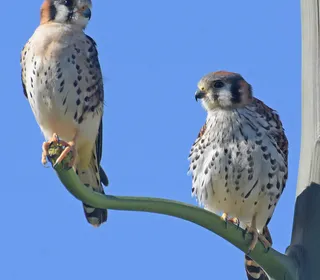 Photo 7/16 of American Kestrel (Falco sparverius)