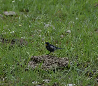Photo 10/10 of Yellow-rumped Warbler (Setophaga coronata)