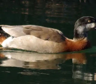 Photo 22/30 of Mallard (Anas platyrhynchos)