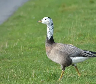 Photo 16/18 of Canada Goose (Branta canadensis)