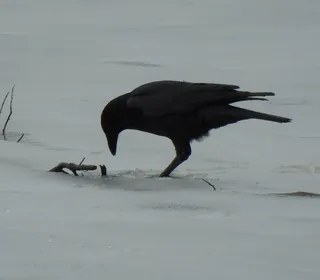 Photo 4/5 of American Crow (Corvus brachyrhynchos)