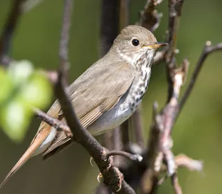 Photo 4/9 of Hermit Thrush (Catharus guttatus)