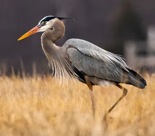 Photo 1/8 of Great Blue Heron (Ardea herodias)