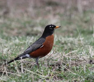 Photo 2/8 of American Robin (Turdus migratorius)