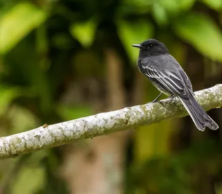 Photo 2/8 of Black Phoebe (Sayornis nigricans)