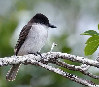 Photo 24/30 of Eastern Kingbird (Tyrannus tyrannus)