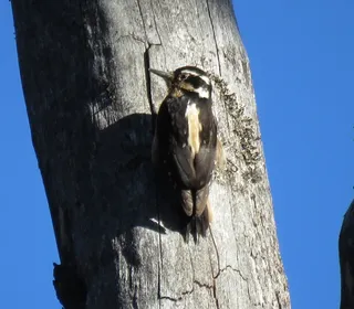 Photo 10/13 of Hairy Woodpecker (Dryobates villosus)