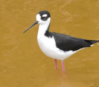 Photo 4/4 of Black-necked Stilt (Himantopus mexicanus)