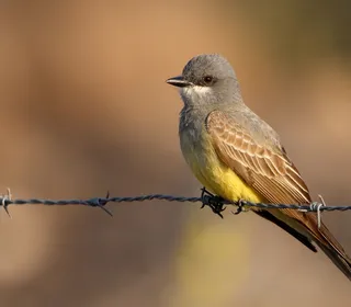 Photo 5/30 of Eastern Kingbird (Tyrannus tyrannus)