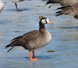 Photo 13/18 of Canada Goose (Branta canadensis)