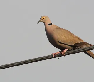 Photo 2/4 of Eurasian Collared-Dove (Streptopelia decaocto)
