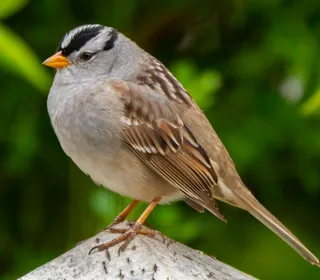 Photo 1/9 of White-crowned Sparrow (Zonotrichia leucophrys)