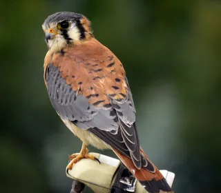 Photo 10/16 of American Kestrel (Falco sparverius)