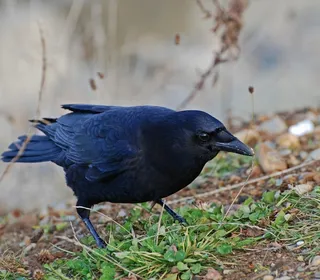 Photo 2/5 of American Crow (Corvus brachyrhynchos)
